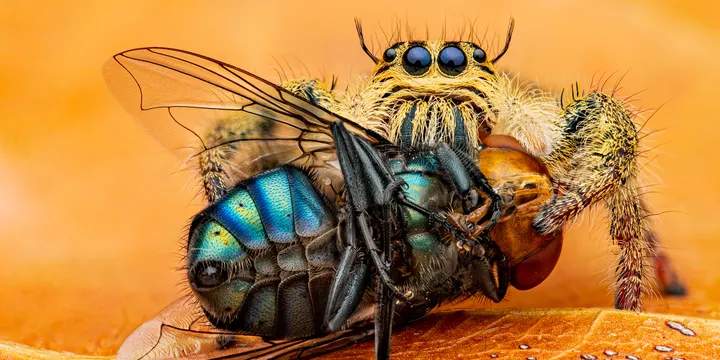 Bien élever sa Phidippus regius : Nourriture, santé et erreurs à éviter