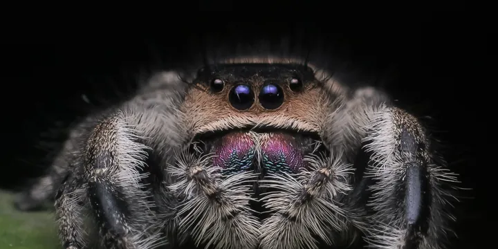 Découvrir la Phidippus Regius : Le guide ultime pour bien débuter