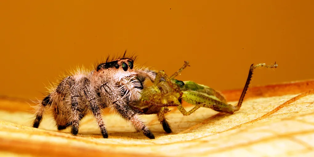 Phidippus regius mange