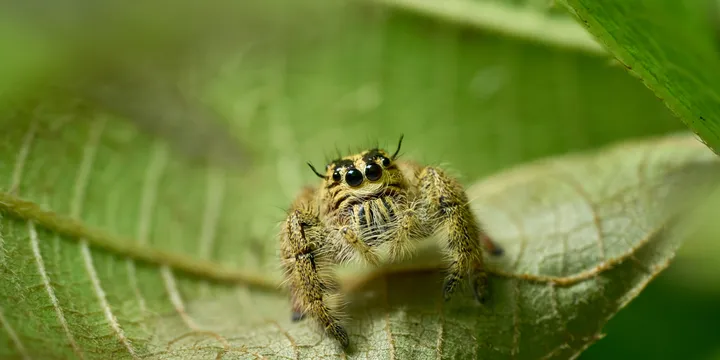 Pense-bête & Lexique Phidippus regius : La fiche récapitulative indispensable
