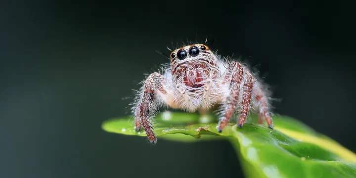 Reproduction de la Phidippus regius : De l'accouplement à l'éclosion